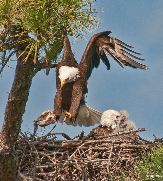 Here Comes Dinner! by Al Rollins