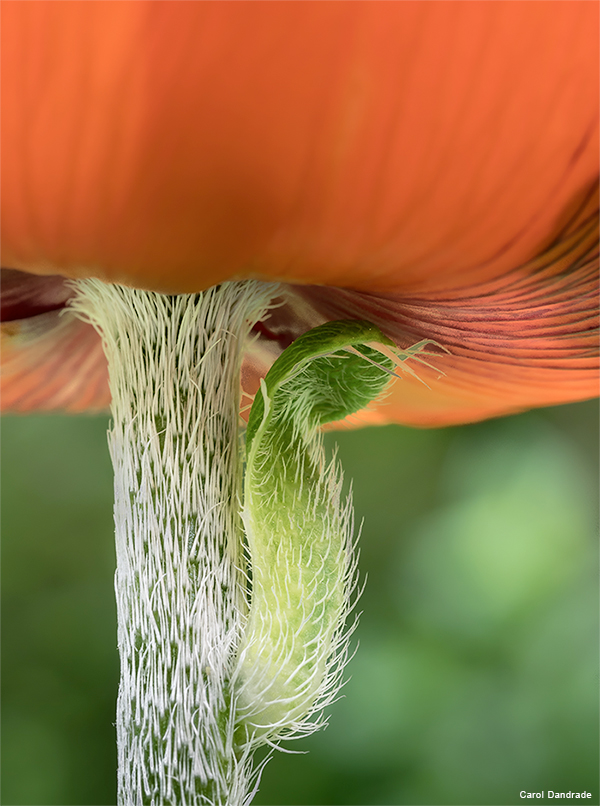 Poppy by Carol Dandrade