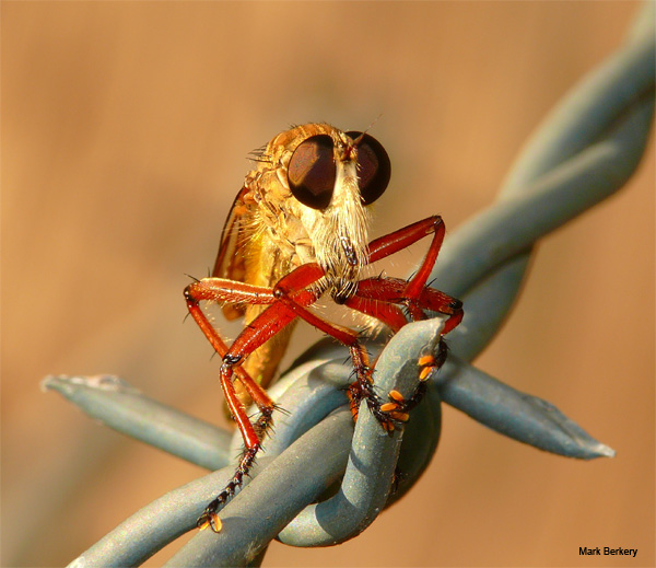 Robber Fly by Mark Berkery