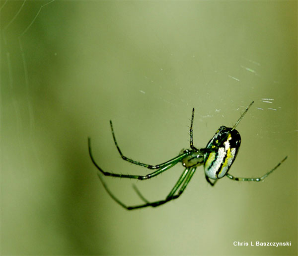 Venusta Orchard Spider by Chris L Baszczynski