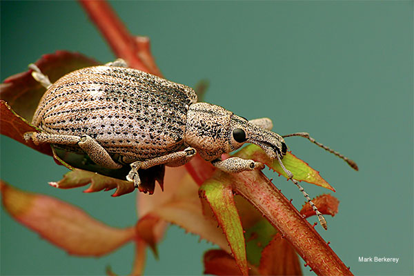 Weevil by Mark Berkerey