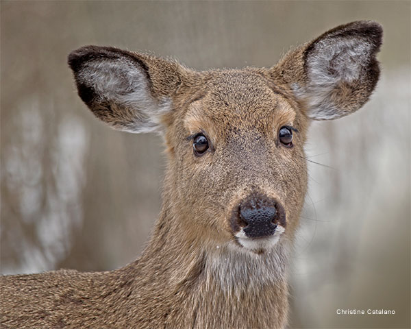 Gentle Face by Christine Catalano